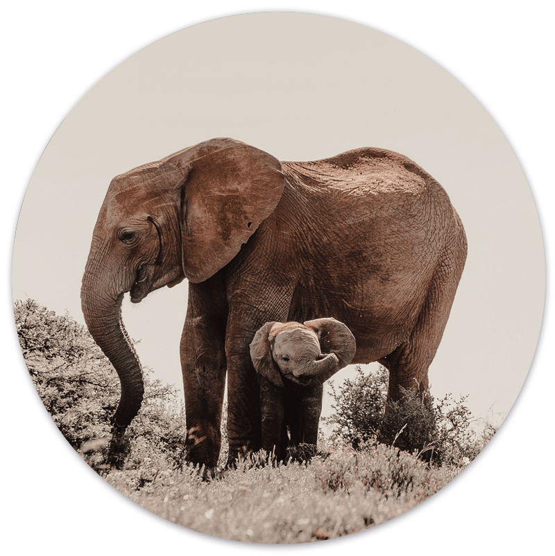 Muurcirkel Baby Olifant