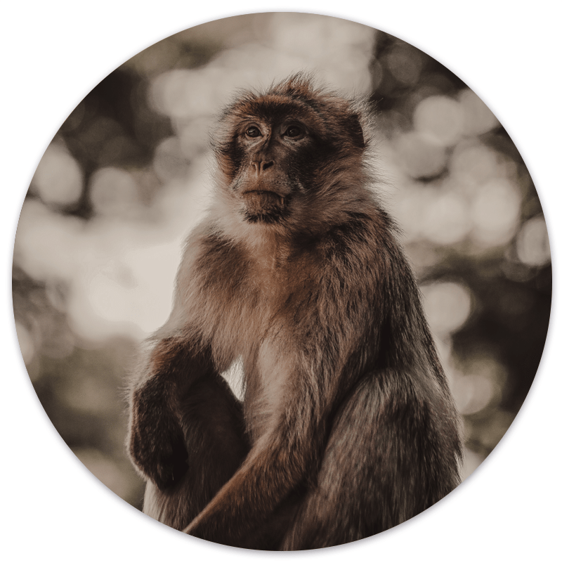 Muurcirkel Monkey