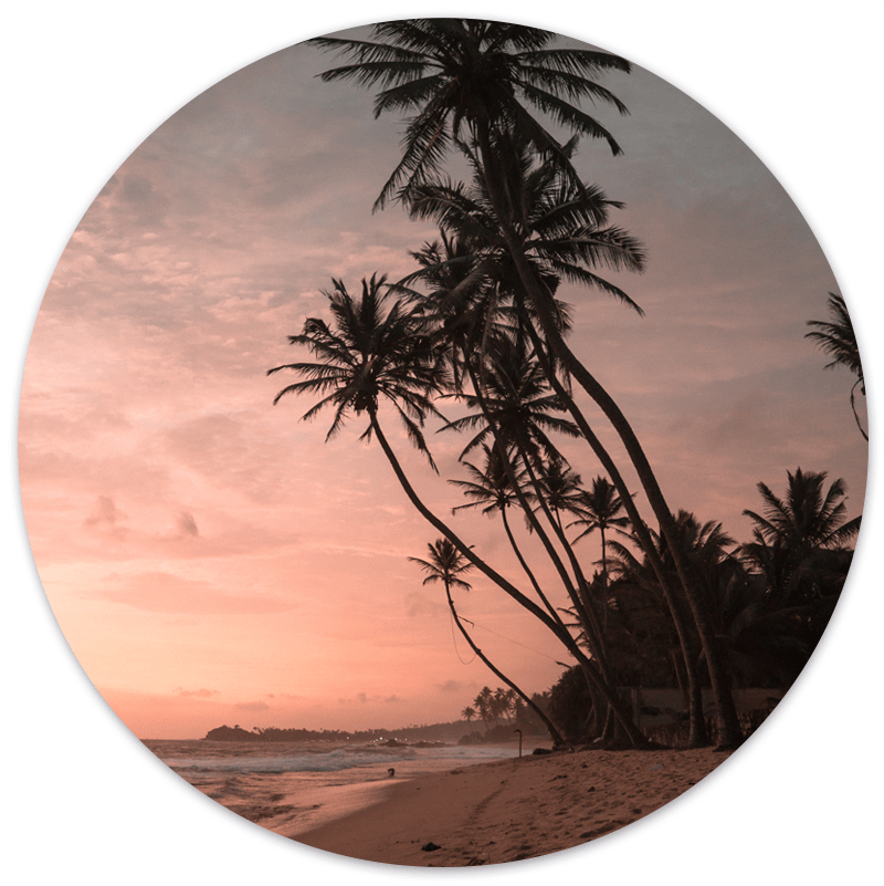 Muurcirkel Palm Sunset