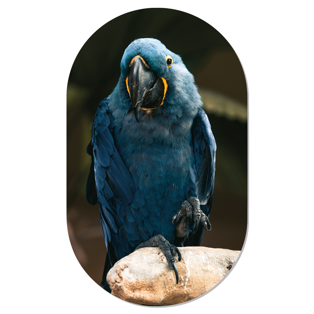 Muurovaal Blue Birdy