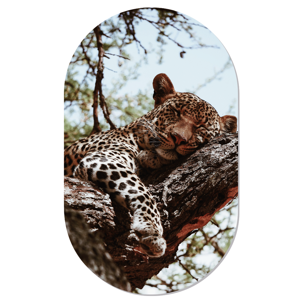 Muurovaal Sleepy