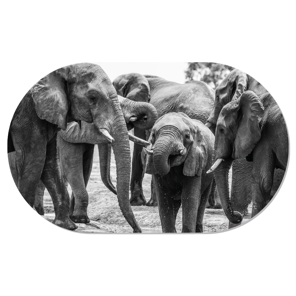 Muurovaal Elephant Family