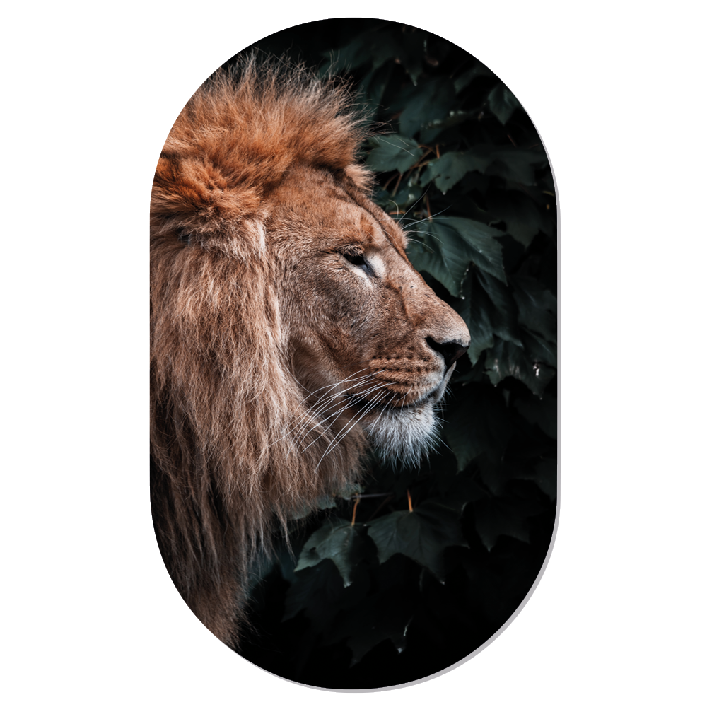 Muurovaal Lion Head