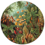 Muurcirkel Muscinae Van Ernst Haeckel