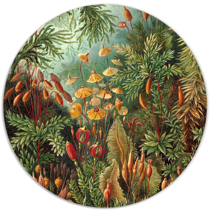Muurcirkel Muscinae Van Ernst Haeckel