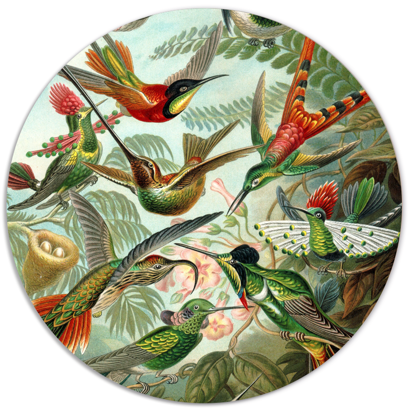 Muurcirkel Hummingbirds Van Ernst Haeckel