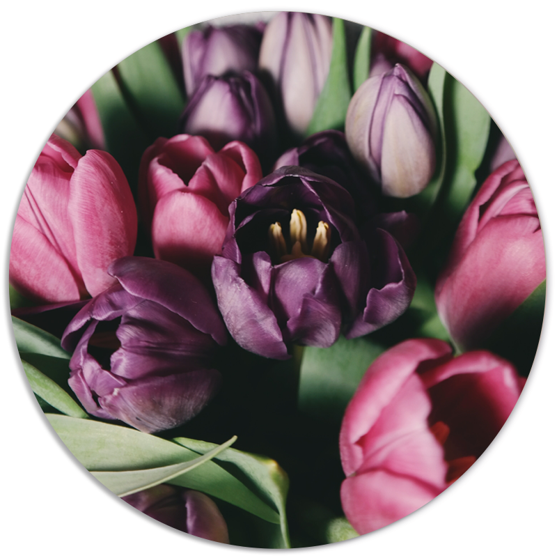 Muurcirkel Tulpen