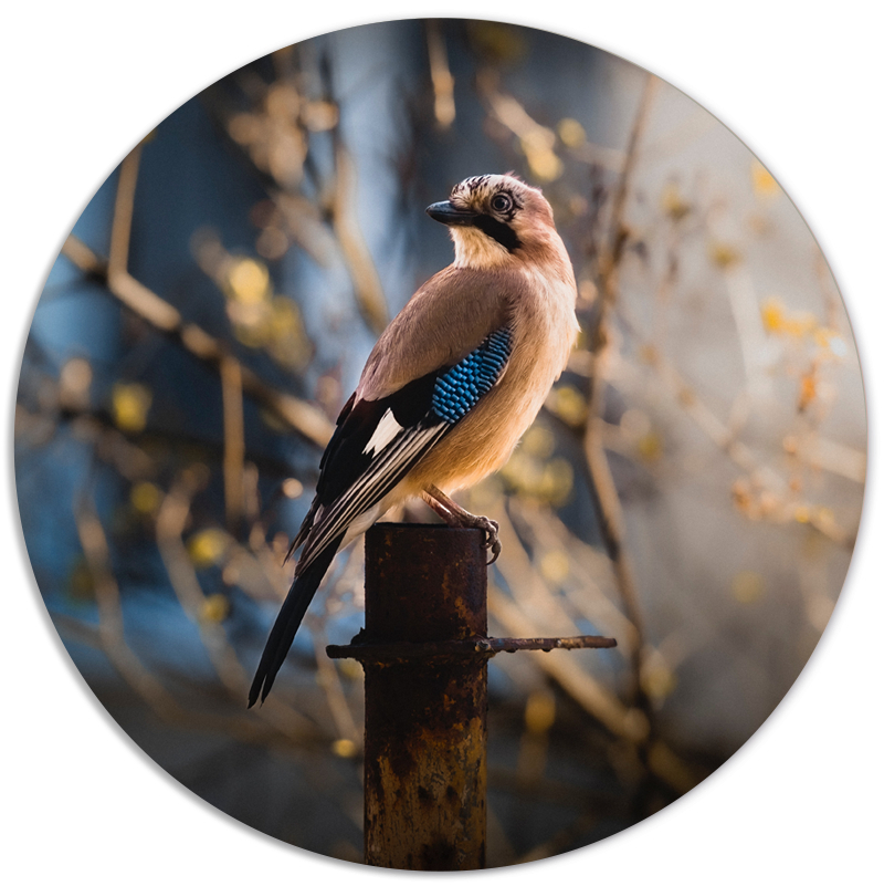 Muurcirkel Vogeltje