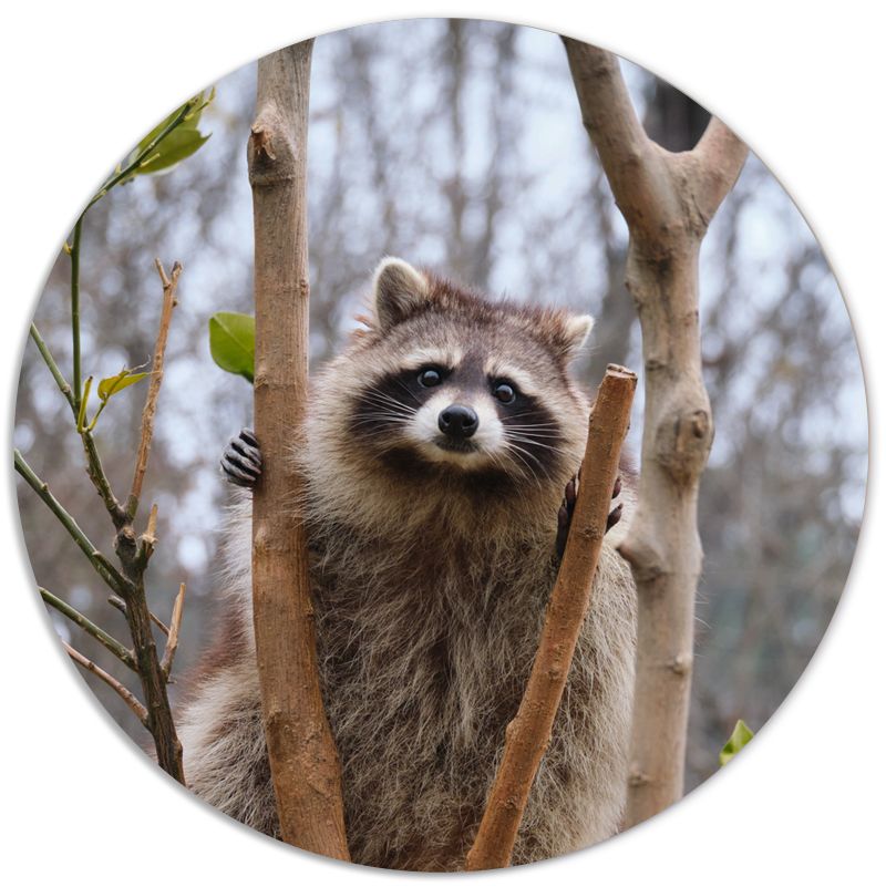 Muurcirkel Racoon