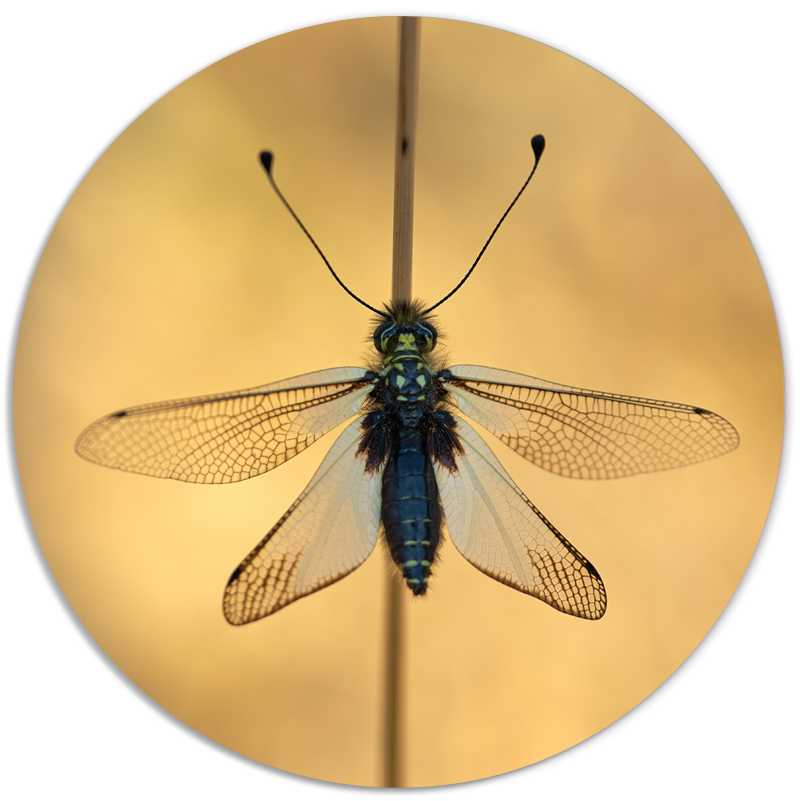 Muurcirkel Insect