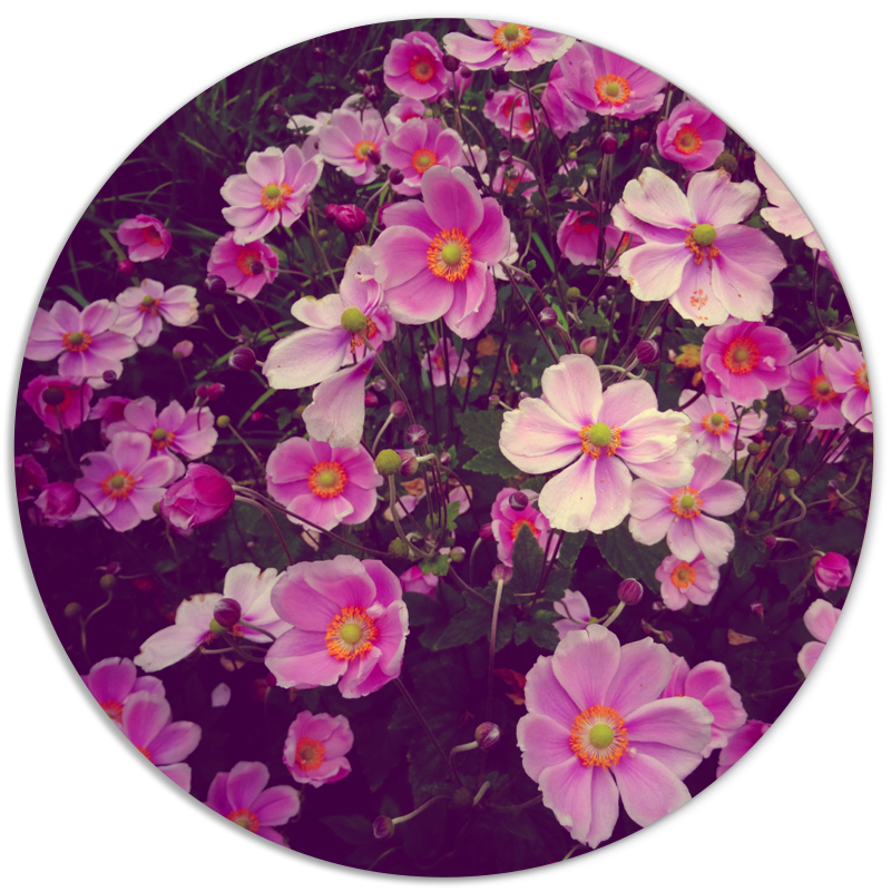 Muurcirkel Roze Bloemen
