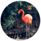 Muurcirkel Flamingo