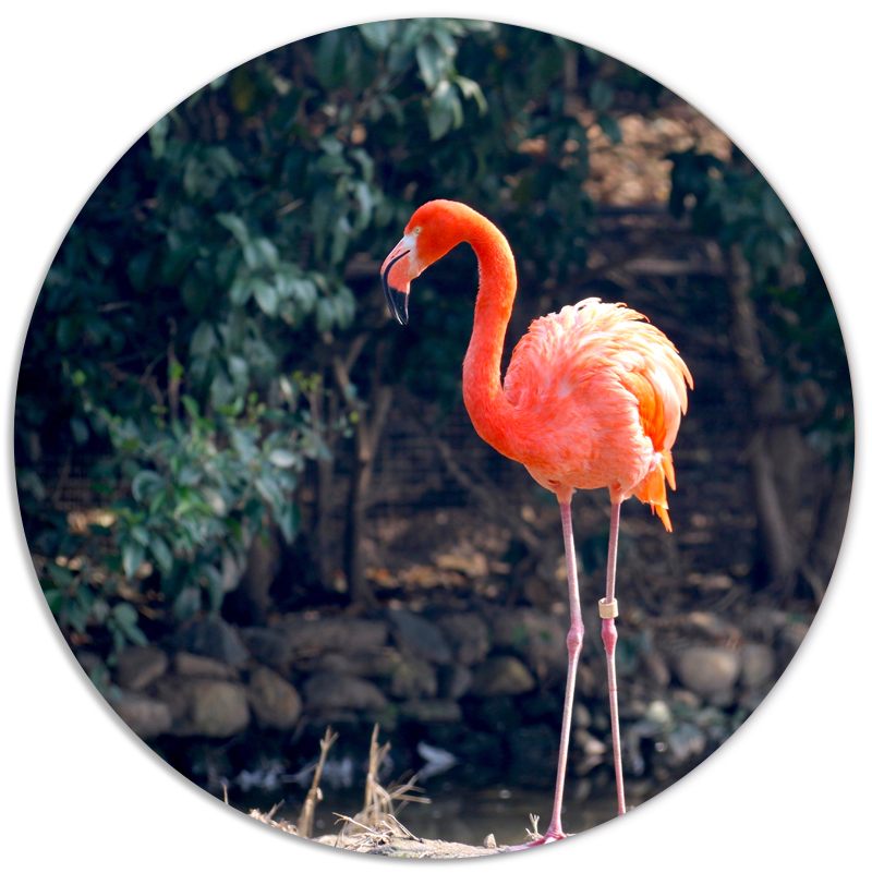 Muurcirkel Flamingo
