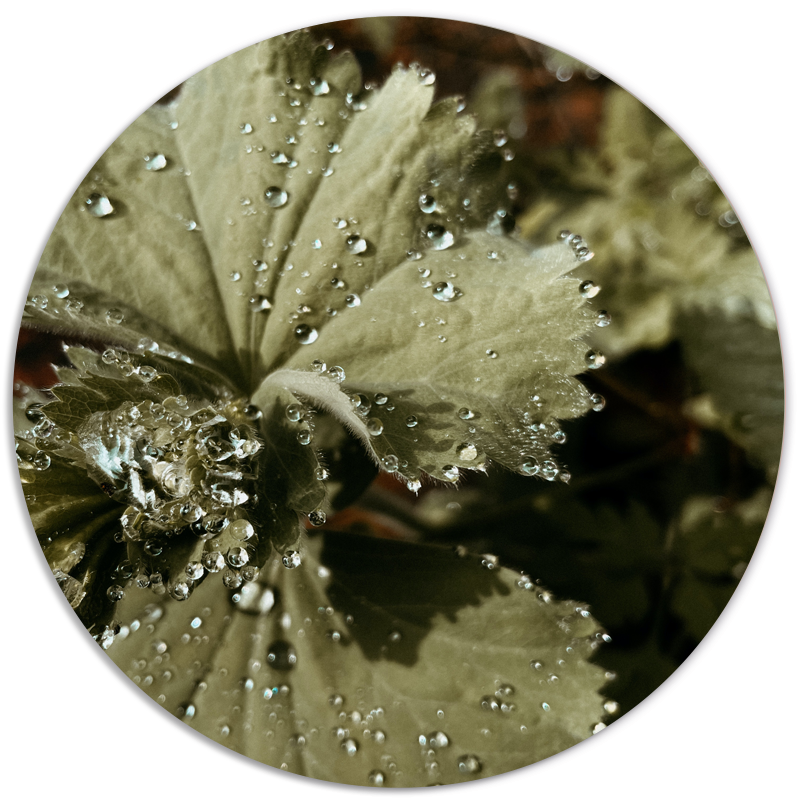 Muurcirkel Flora