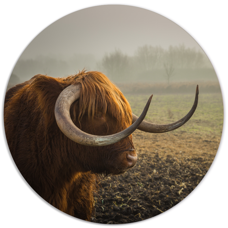 Muurcirkel Bull