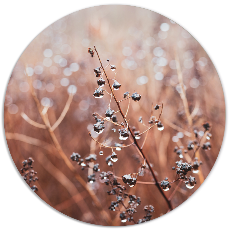 Muurcirkel Cosy Flower Winter