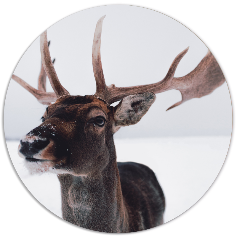 Muurcirkel Deer Head