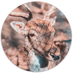 Muurcirkel Deer Bright