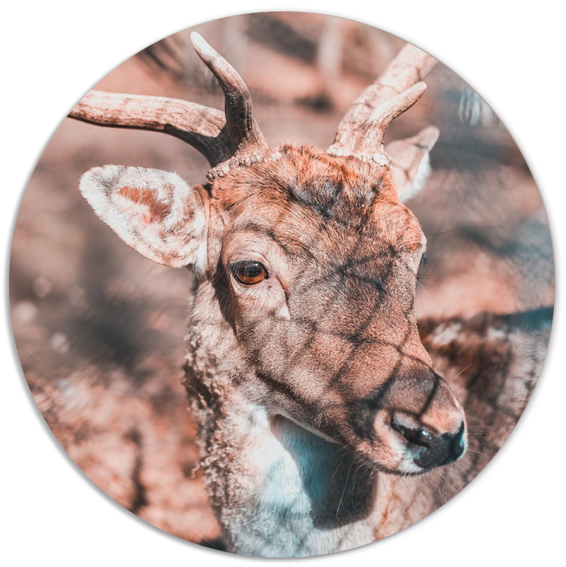 Muurcirkel Deer Bright