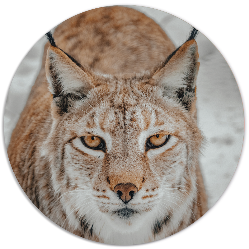 Muurcirkel Wilde Kat