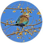 Muurcirkel Colour Birdy