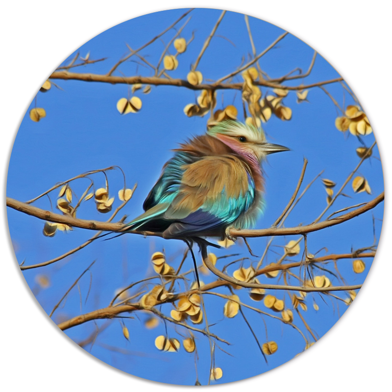 Muurcirkel Colour Birdy
