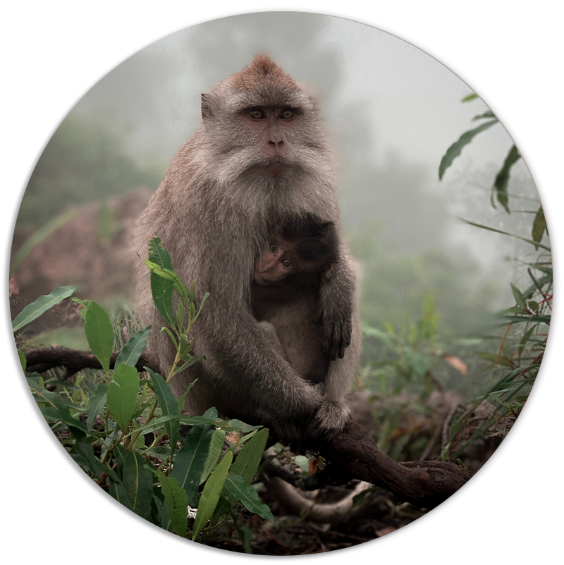 Muurcirkel Monkeylove