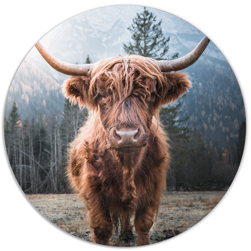 Muurcirkel Schotse Hooglander - Dichtbij