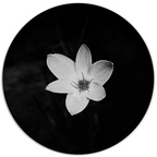 Muurcirkel Flower Black White