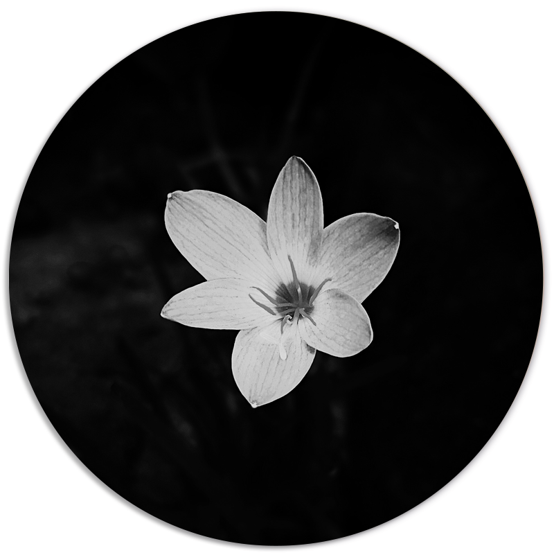 Muurcirkel Flower Black White