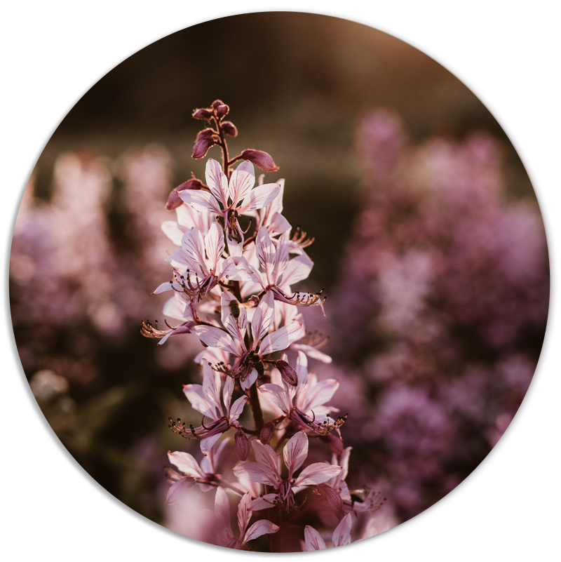 Muurcirkel Pink Purple