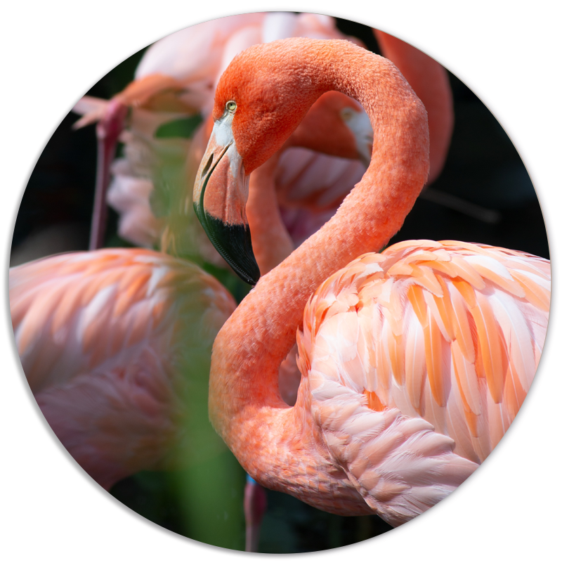 Muurcirkel Flamingo Dream
