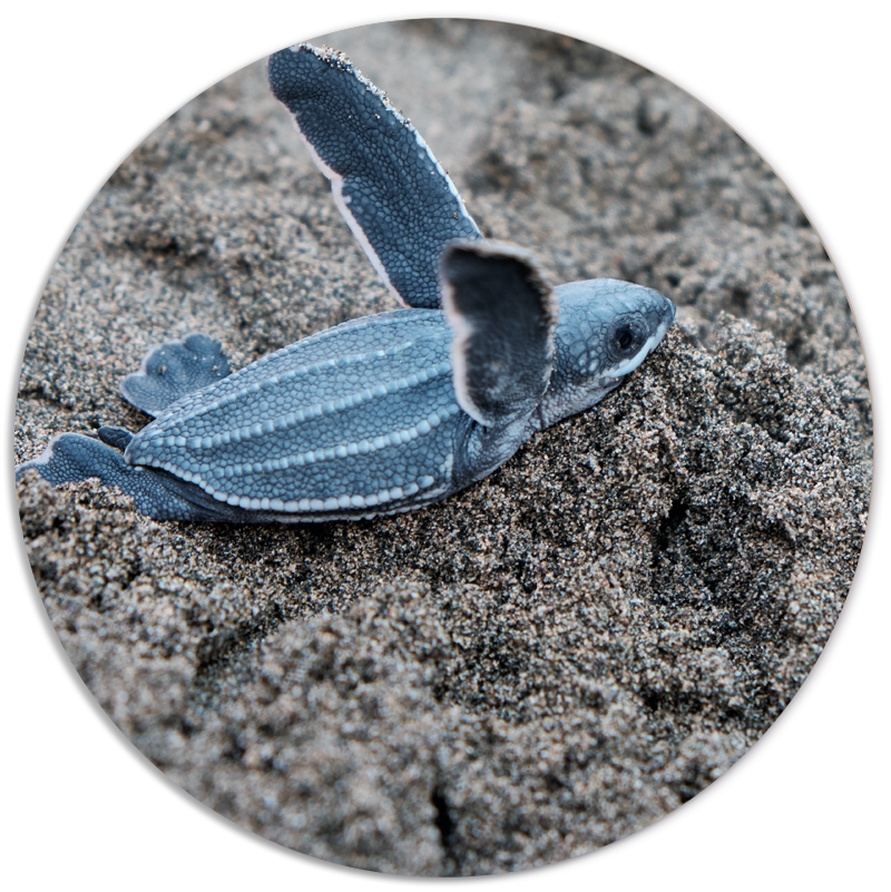 Muurcirkel Sealife