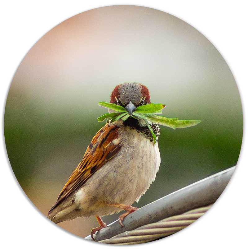 Muurcirkel Vogeltje Met Blad