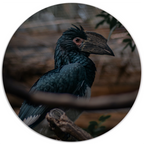 Muurcirkel Special Bird