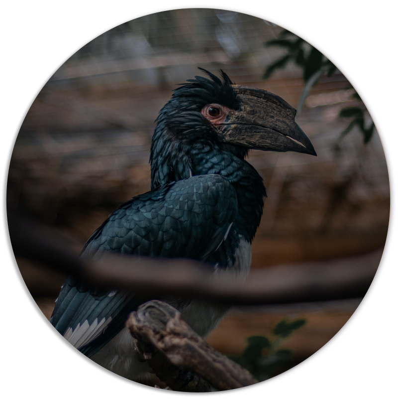 Muurcirkel Special Bird