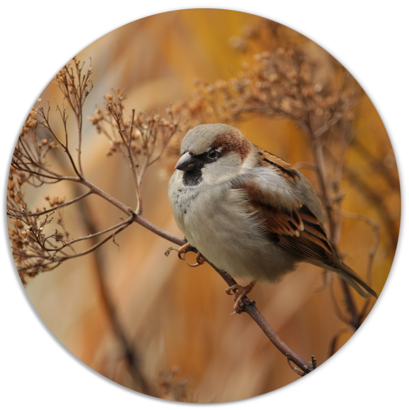 Muurcirkel Vogeltje Op Takje