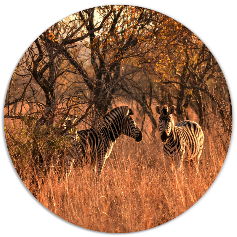 Muurcirkel Zebra