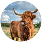 Muurcirkel Schotse Hooglander - Gras