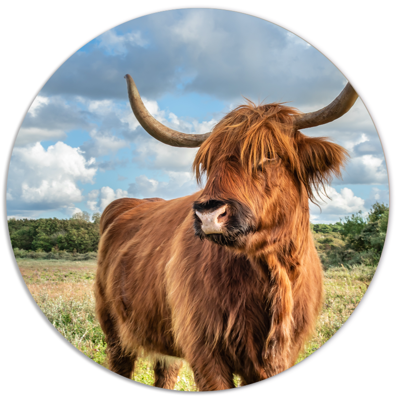 Muurcirkel Schotse Hooglander - Gras