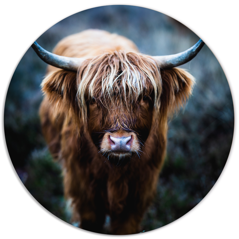 Muurcirkel Schotse Hooglander - Donker