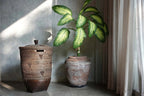 The Colonial Laundry Basket - Natural Brown - Large