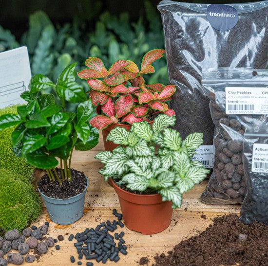 DIY Terrarium Starter and Refill Kit – Give your mini jungle new life