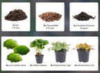 DIY Terrarium Starter and Refill Kit – Give your mini jungle new life