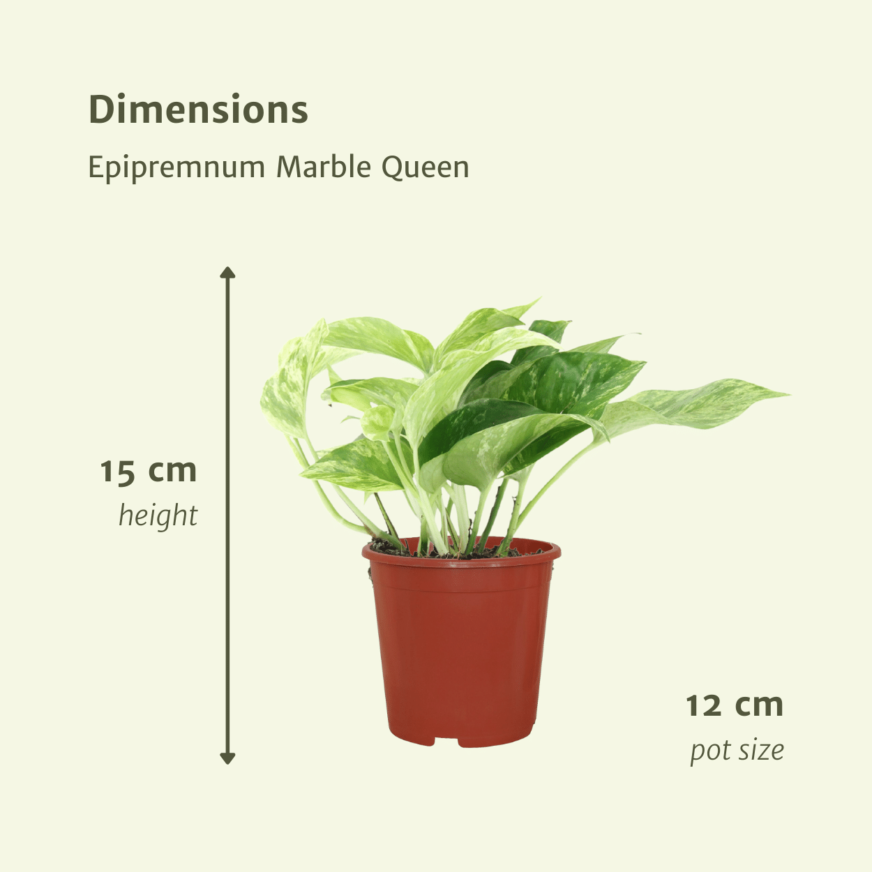 Epipremnum Marble Queen – Set of 4 – Ø12 cm – ↕15 cm