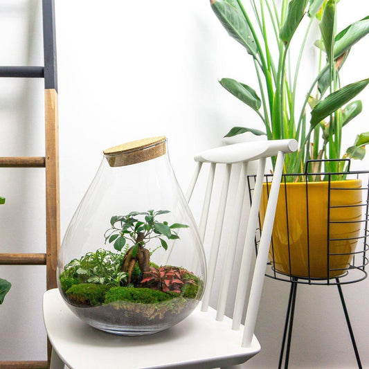 🌿🛠️ DIY Terrarium Drop XL – Bonsai – 37 cm – Including rake &amp; shovel