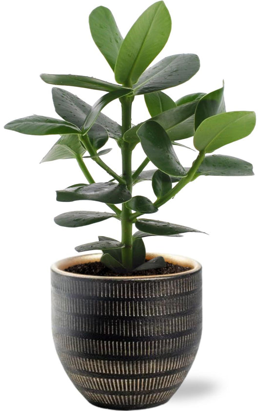 Clusia Rosea Princess – Ø12cm ↕15cm + Beau Pot Black – Ø14x13cm | Easy maintenance