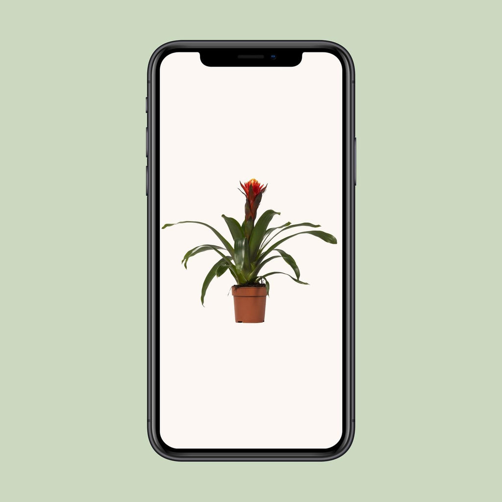Guzmania Happiness – Ø12cm ↕45cm | Easy maintenance