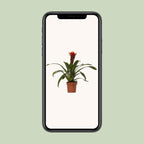 Guzmania Happiness – Ø12cm ↕45cm | Easy maintenance