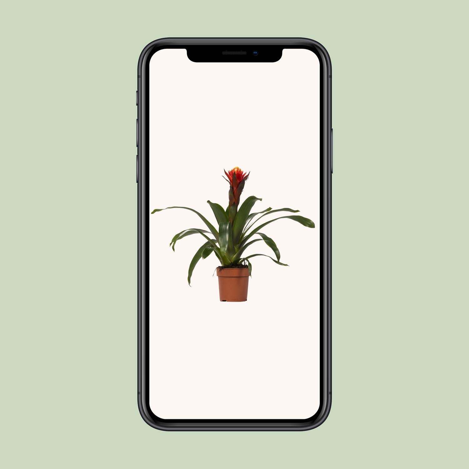 Guzmania Happiness – Ø12cm ↕45cm | Easy maintenance